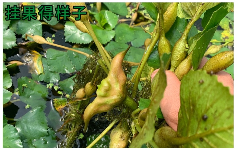 正宗洪湖大青菱角种子菱角苗子发芽率高个头大