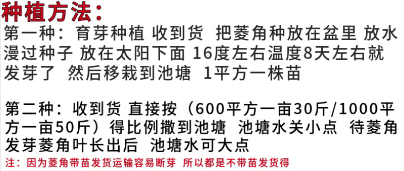 正宗洪湖大青菱角种子菱角苗子发芽率高个头大