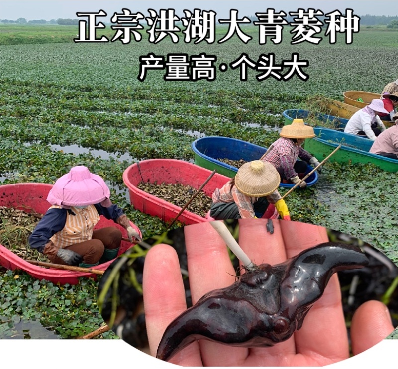 正宗洪湖大青菱角种子菱角苗子发芽率高个头大