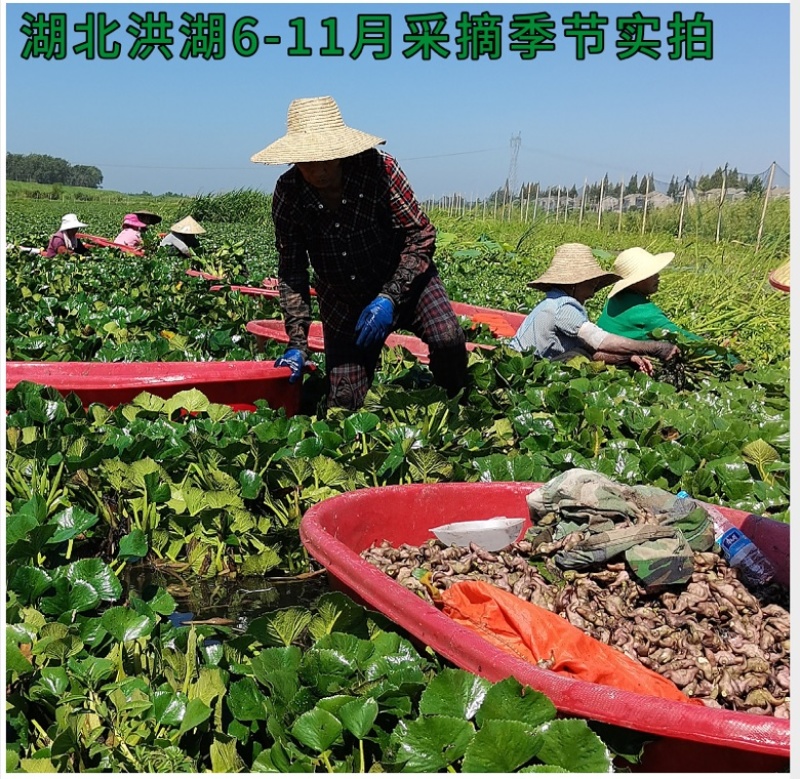 正宗洪湖大青菱角种子菱角苗子发芽率高个头大