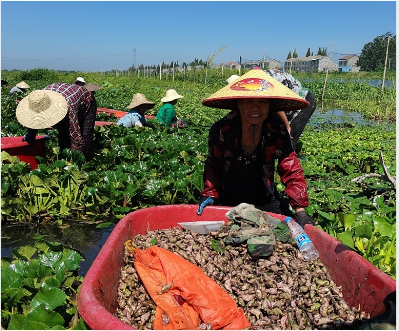正宗洪湖大青菱角种子菱角苗子发芽率高个头大