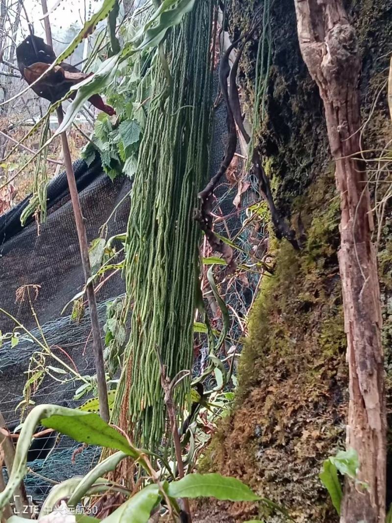 云南高原野生马尾千金草小叶，一手货源产地直供