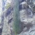 云南高原野生马尾千金草小叶，一手货源产地直供