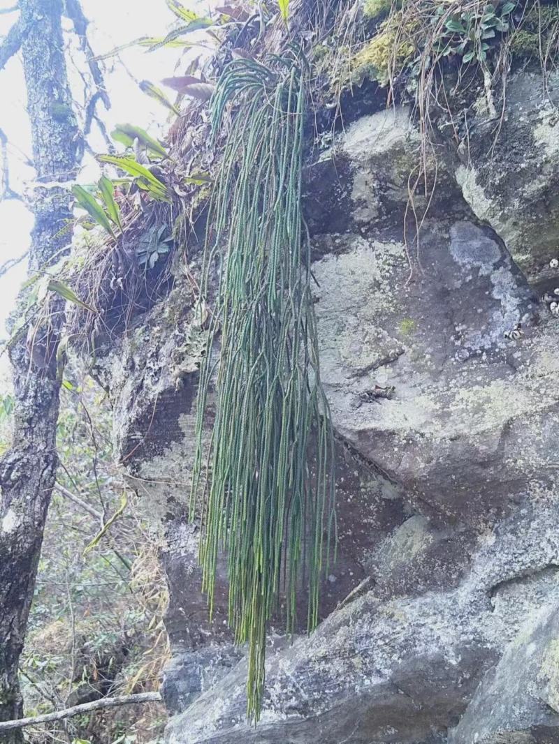 云南高原野生马尾千金草小叶，一手货源产地直供