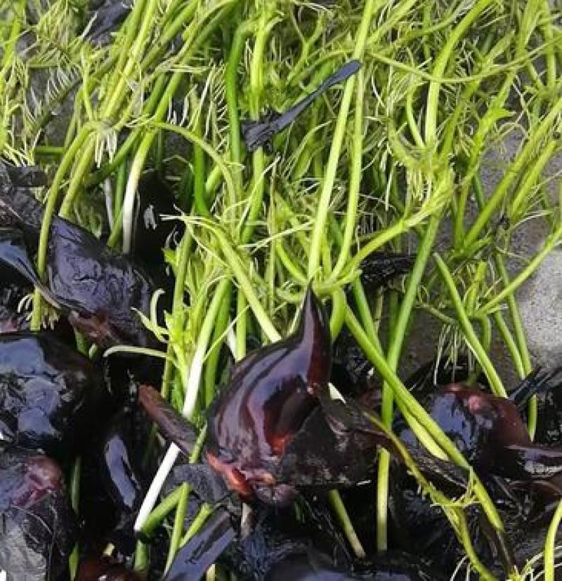 菱角苗水生植物漂浮食用菱角好成活保质保量欢迎选购