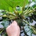 菱角苗水生植物漂浮食用菱角好成活保质保量欢迎选购