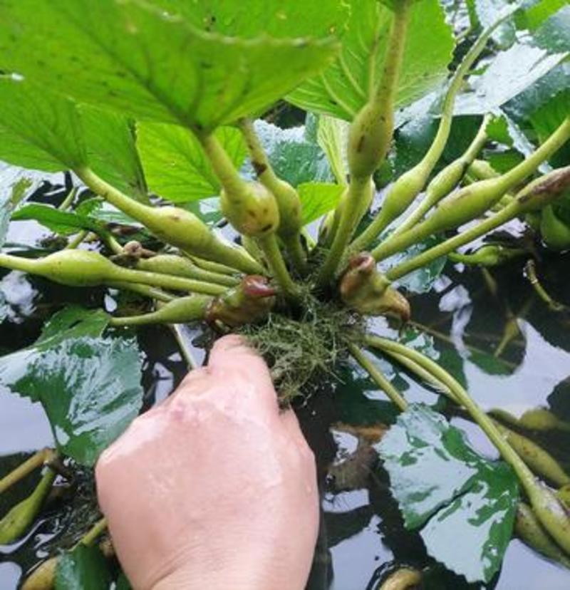 菱角苗水生植物漂浮食用菱角好成活保质保量欢迎选购