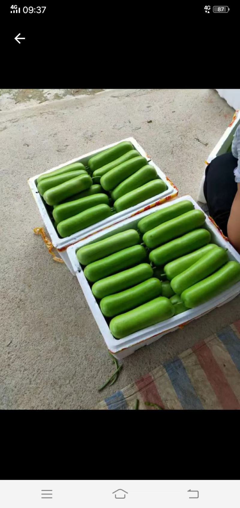 本地瓠子，质量好量大，欢迎各地老板前来采购