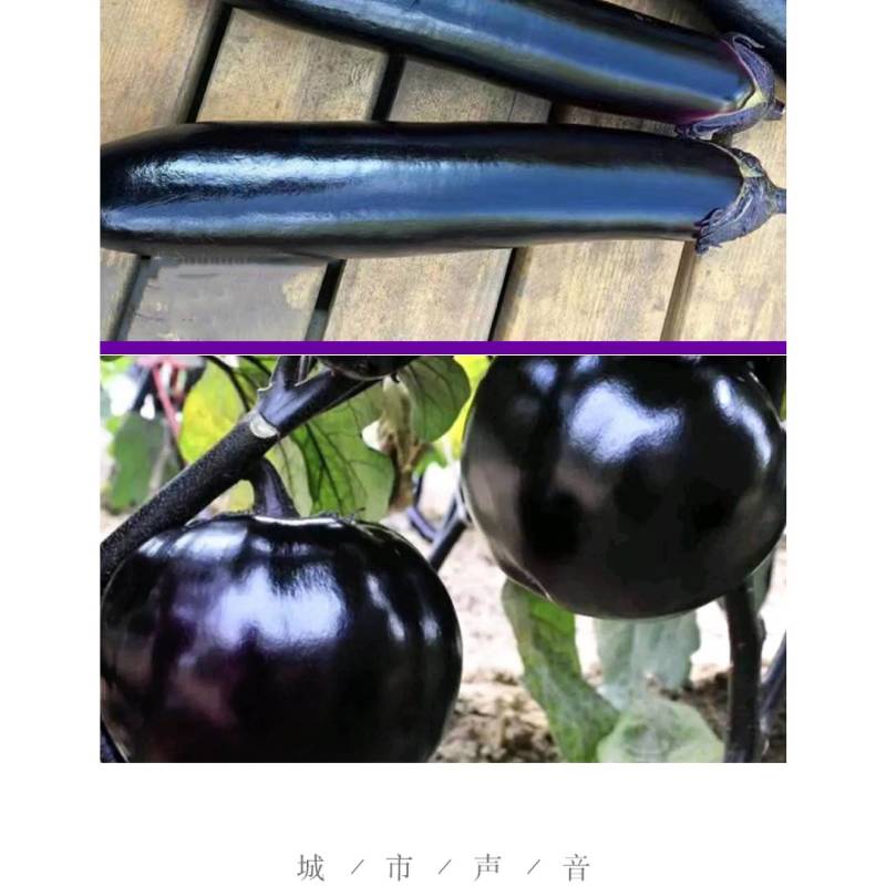 长茄子苗圆茄子苗交易额破万品种齐全常年出售包成活