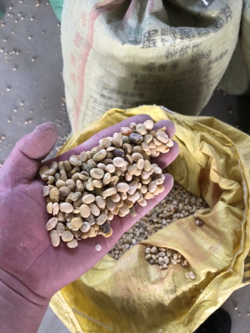 精品碎大豆瓣