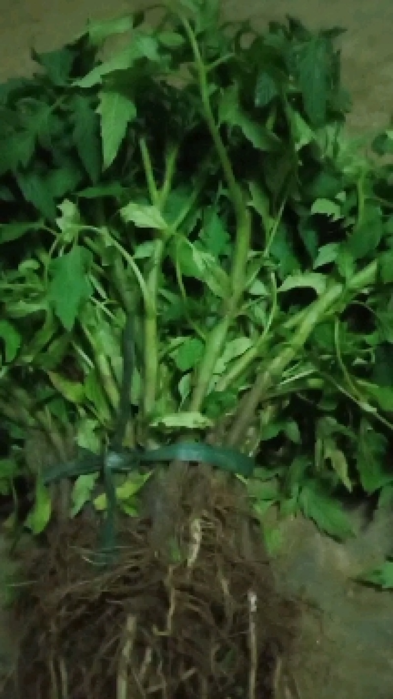 西红柿苗种子已脱毒品种全售后好有中华粉冠硬果