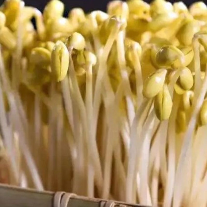黄豆芽