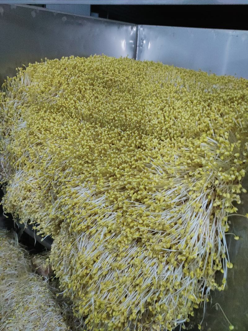 黄豆芽