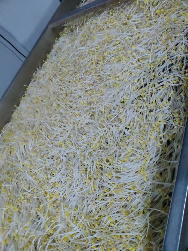 黄豆芽