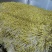 黄豆芽