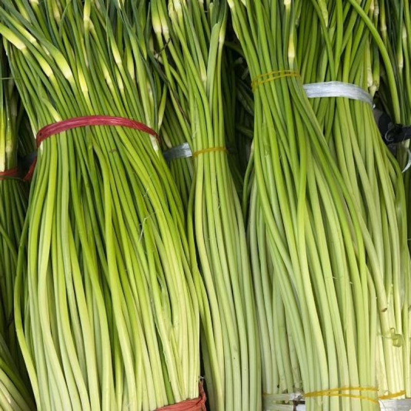 湖北精品蒜苔白帽蒜苔大量上市供应对接各大电商市场