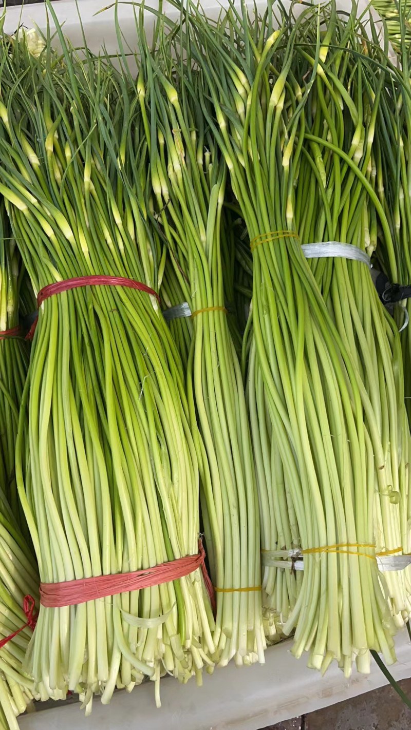 湖北精品蒜苔白帽蒜苔大量上市供应对接各大电商市场