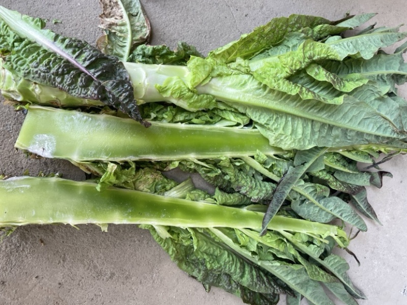 莴笋