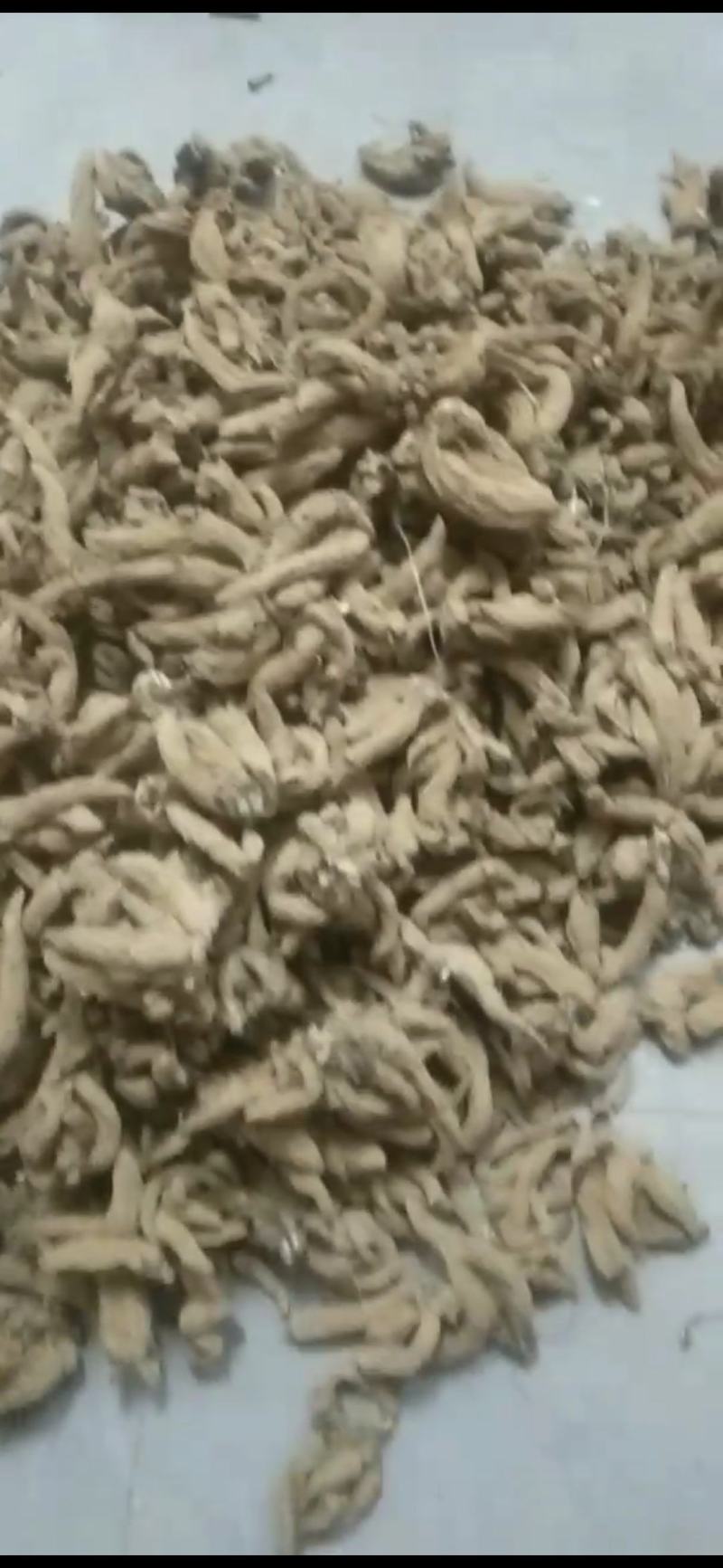 玄参