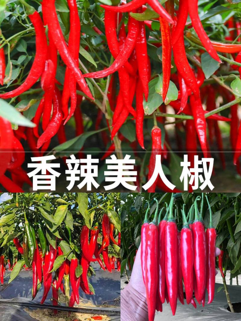 美人椒苗小米椒苗日交易额破万量大从优欢迎采购