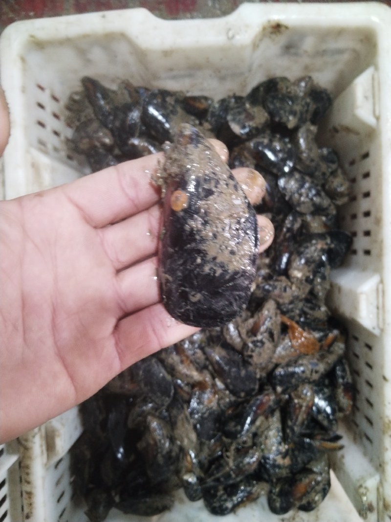 海虹