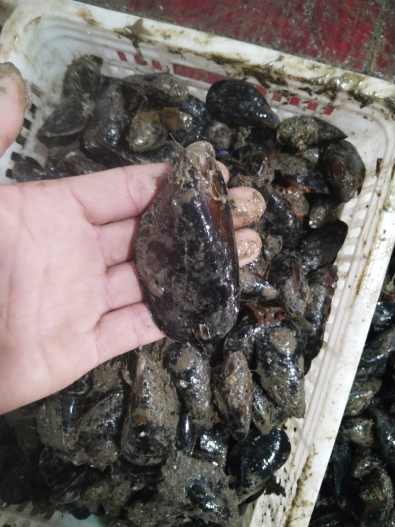 海虹