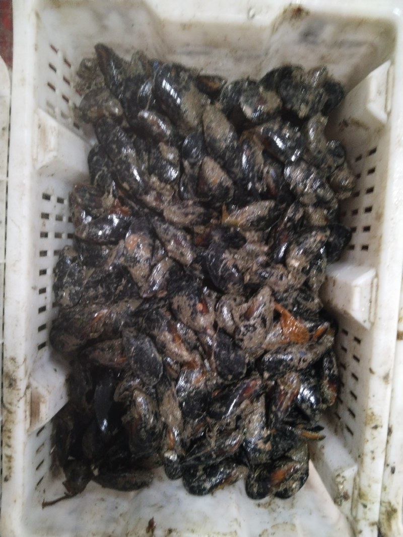 海虹