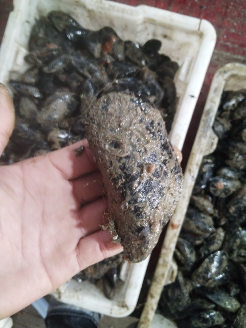 海虹