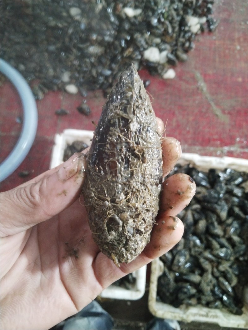 海虹