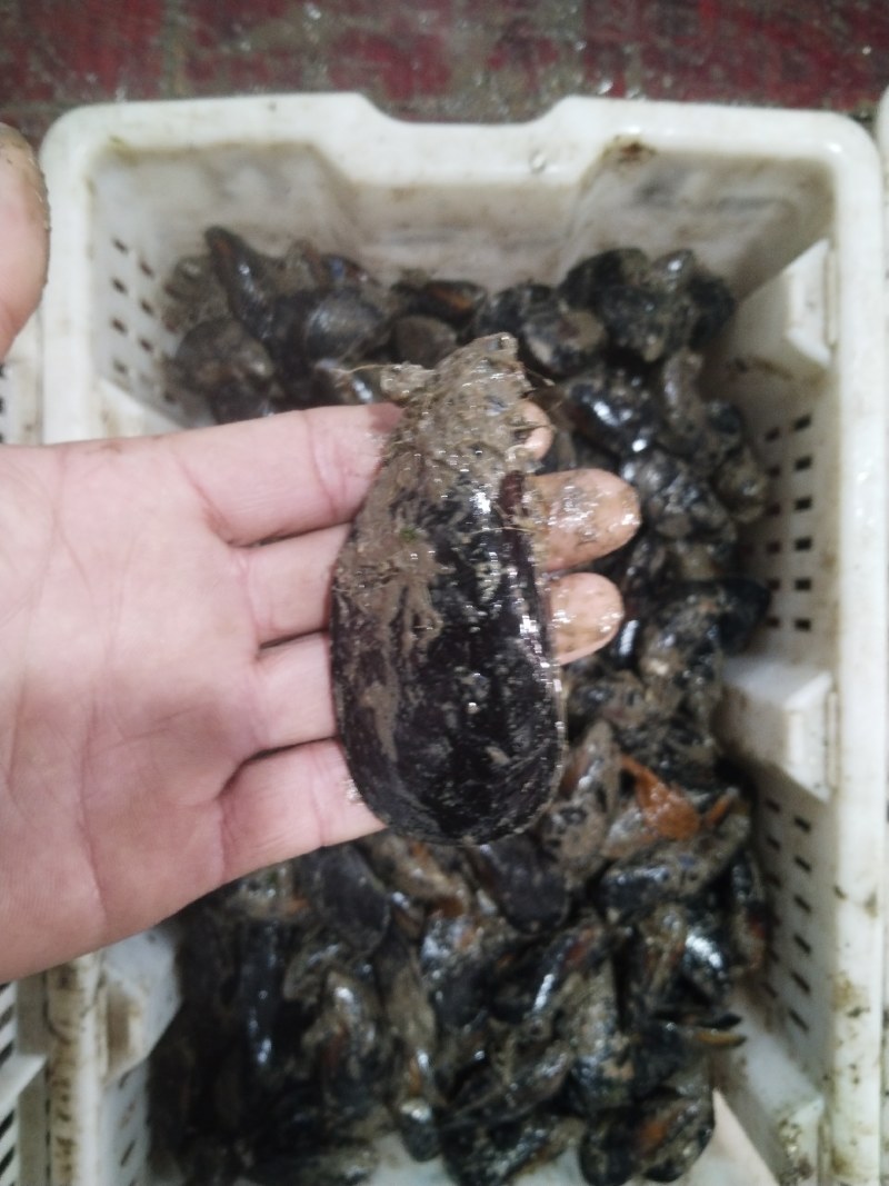 海虹
