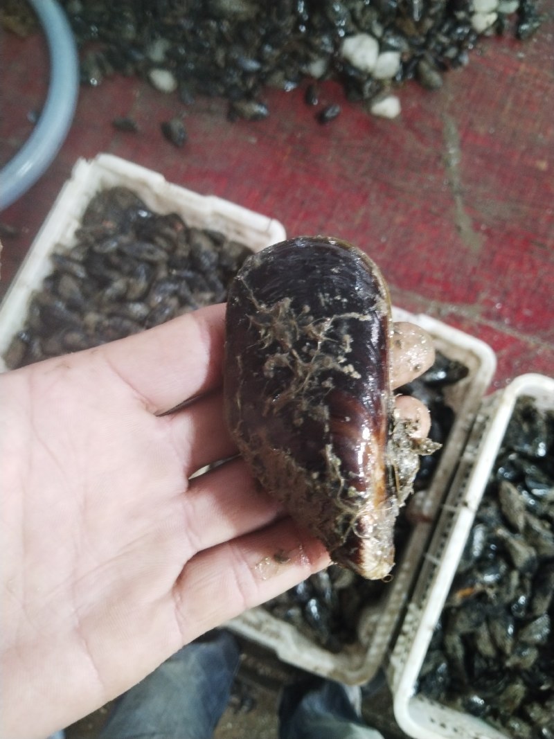 海虹