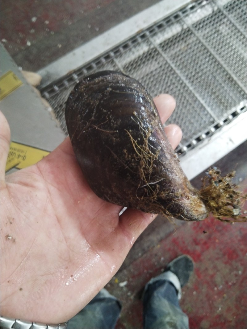 海虹