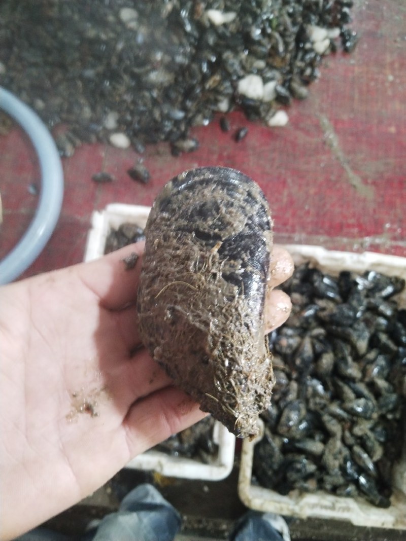 海虹