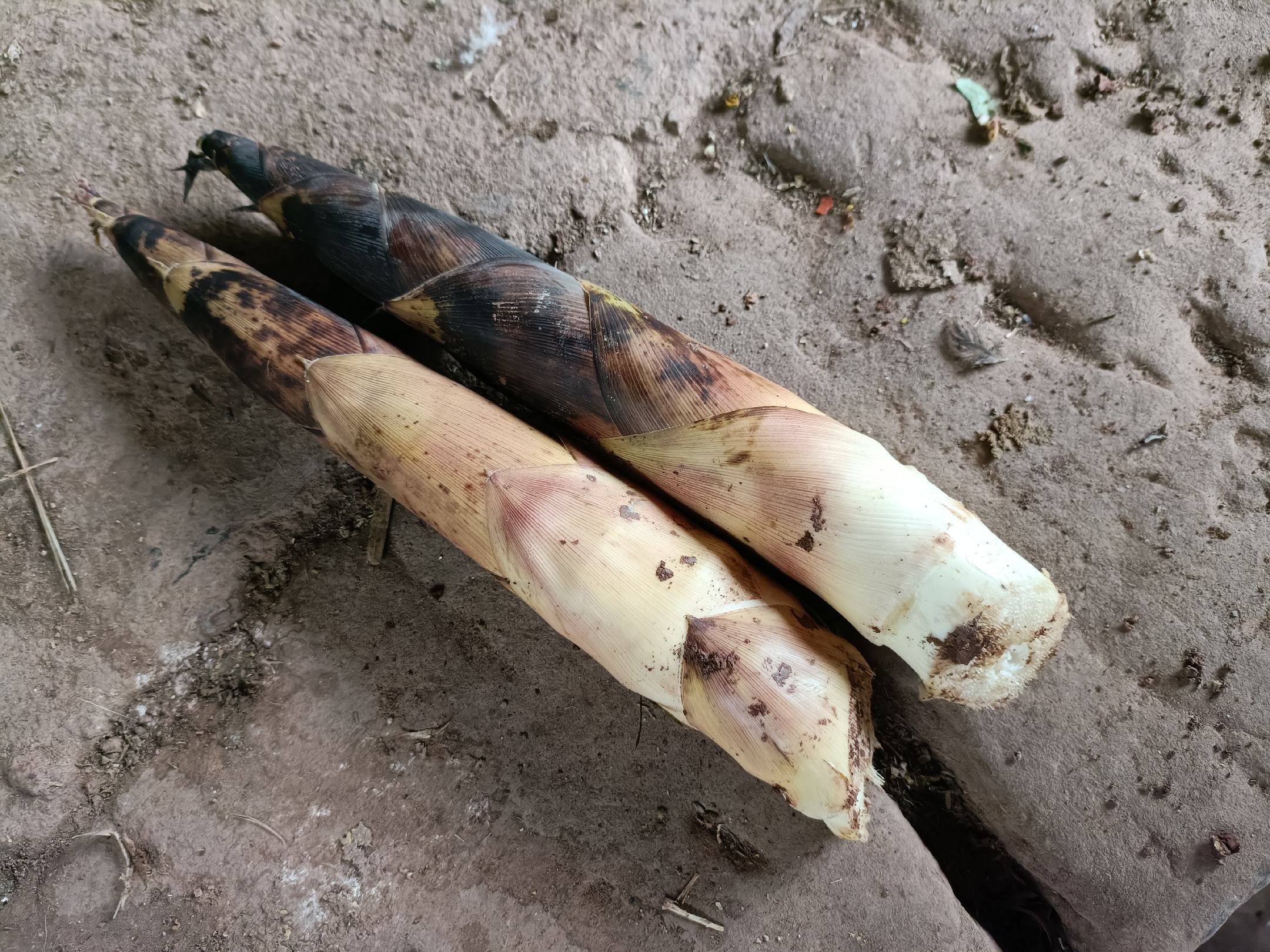 粗竹笋和细竹笋对比图