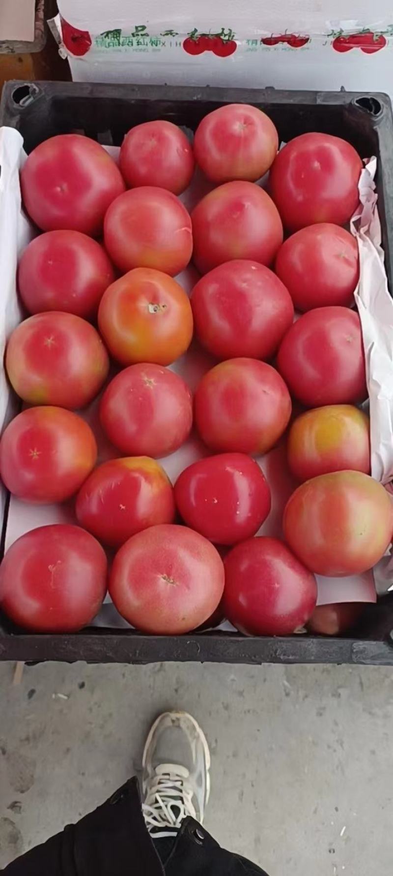 河北邯郸精品西红柿硬粉西红柿大量供应产地直发口感好价格优
