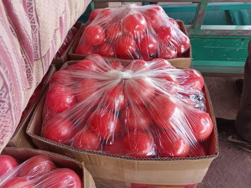 河北邯郸精品西红柿硬粉西红柿大量供应产地直发口感好价格优