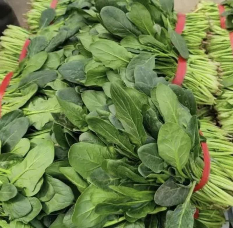 河北精品菠菜保质保量耐运输量大从优欢迎联系