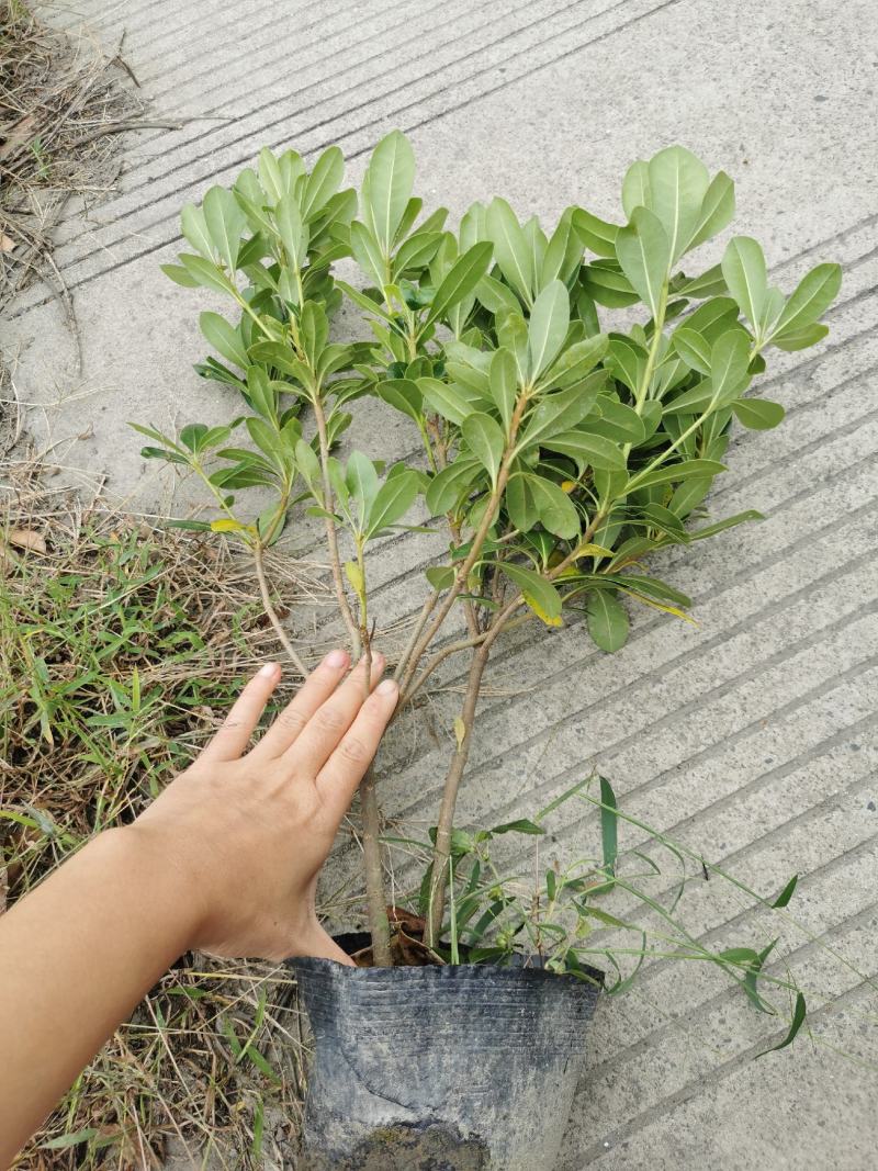 海桐小杯基地，16杯海桐出售，海桐球批发，海桐工程苗