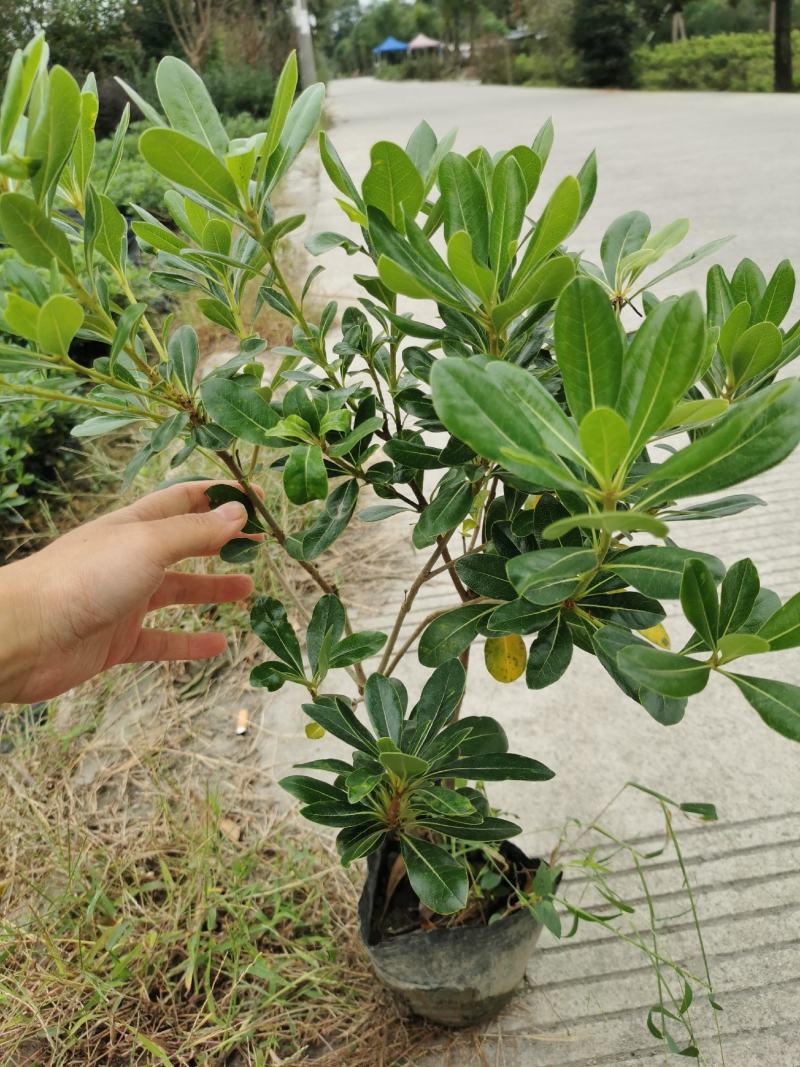 海桐小杯基地，16杯海桐出售，海桐球批发，海桐工程苗