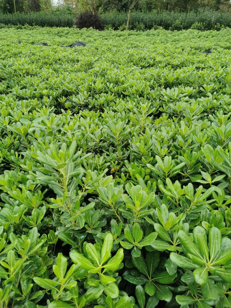 海桐小杯基地，16杯海桐出售，海桐球批发，海桐工程苗