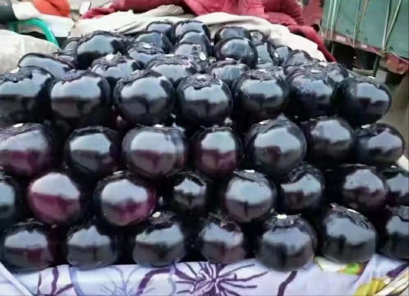 紫皮圆茄产地直发，一手货源现摘现发，品质保障量大从优