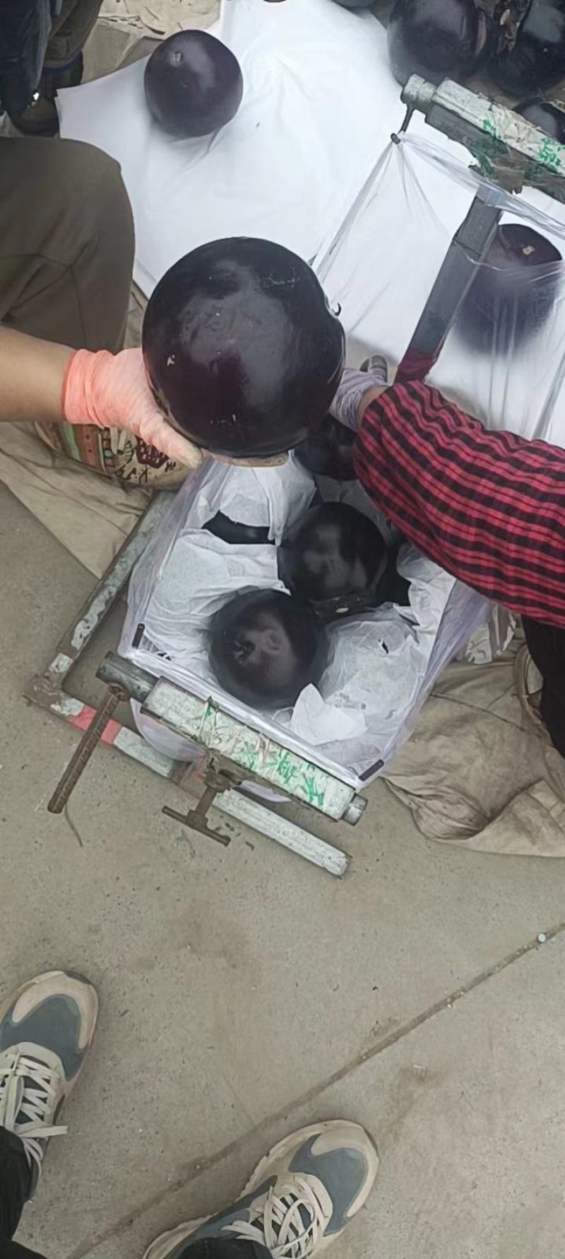 紫皮圆茄产地直发，一手货源现摘现发，品质保障量大从优