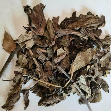 草乌叶干货鸡头草百步草中药材欢迎选购！