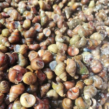 泥螺去尾螺蛳新鲜大量供应品质保障欢迎下单