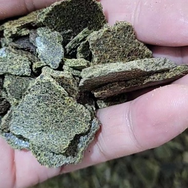 大量现货菜籽饼猪牛羊饲料菜籽饼量大从优