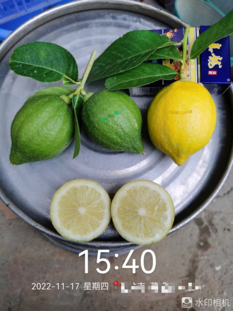 优质广东四季香水柠檬苗.无核正品，根旺，量大可开正式发票