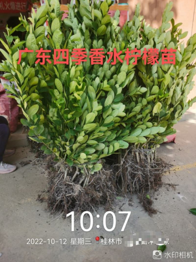 优质广东四季香水柠檬苗.无核正品，根旺，量大可开正式发票