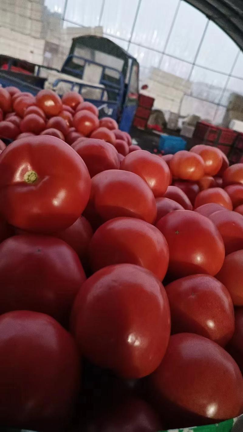 精品西红柿〔硬粉〕费县万亩暖棚大量供应可视频看货三两起