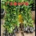 优质广东四季香水柠檬苗.无核正品，根旺，量大可开正式发票