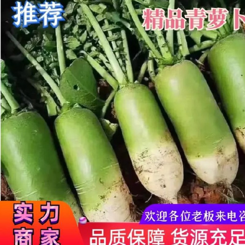 精品水果萝卜，货源充足，质量保证，欢迎采购